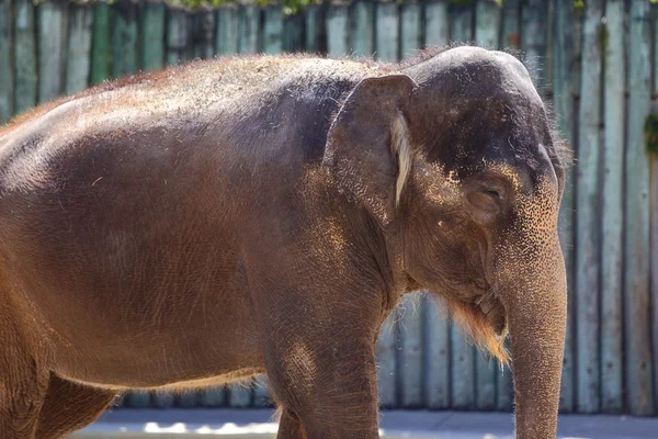 Elefante asiatico — Foto Stock