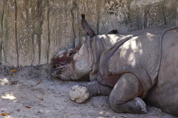 Чорний носоріг — стокове фото