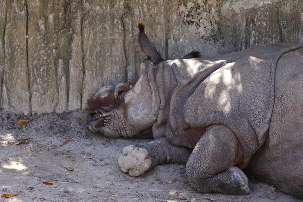 Spitzmaulnashorn — Stockfoto