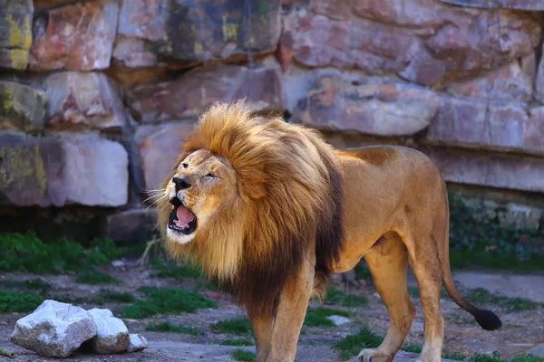 Afrikanischer Löwe brüllt — Stockfoto