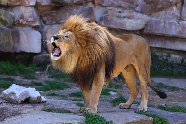 African Lion Roaring — Stock Photo, Image