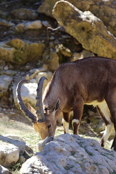 Núbio ibex — Fotografia de Stock