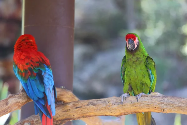 Olika papegojor — Stockfoto