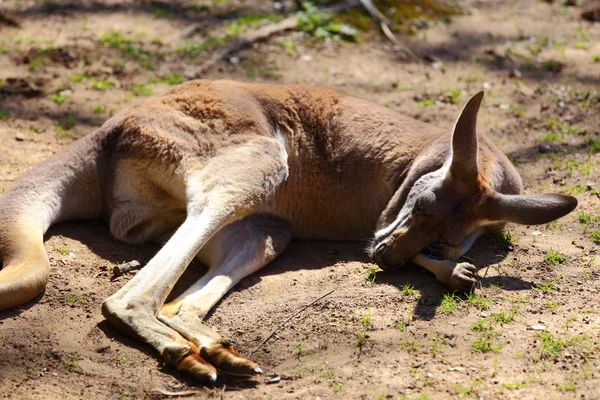 Kızıl kanguru — Stok fotoğraf