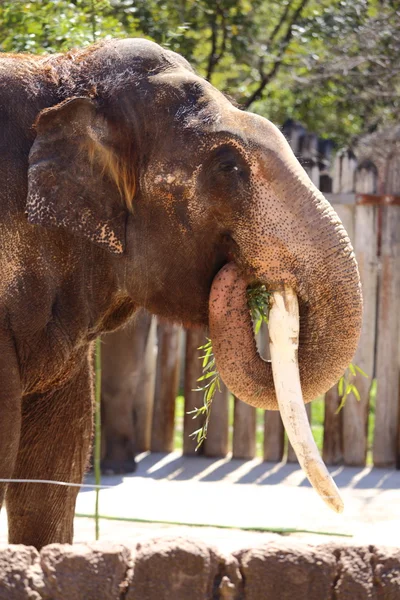 Asiatico elefante mangiare — Foto Stock