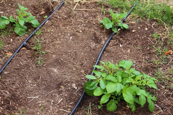 Cultivo de papas Russet — Foto de Stock