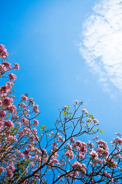 Flor de cerezo sobre fondo azul cielo — Foto de Stock