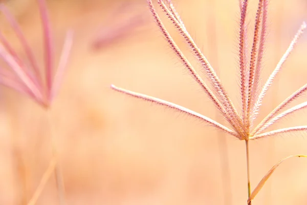 Fiore di erba infestante con luce solare — Foto Stock