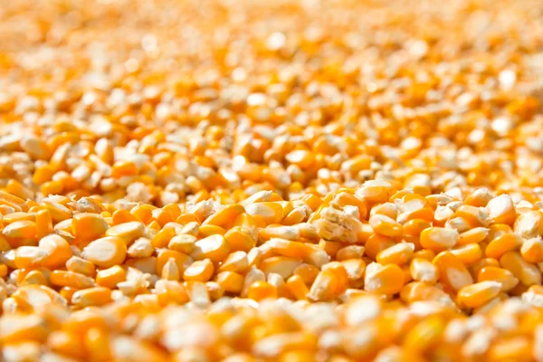 Semillas de maíz — Foto de Stock