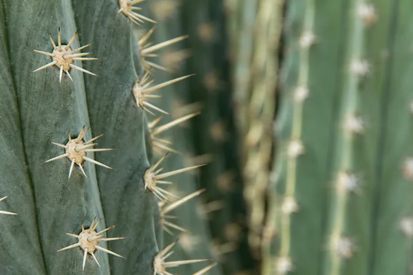 Gros plan sur le cactus — Photo