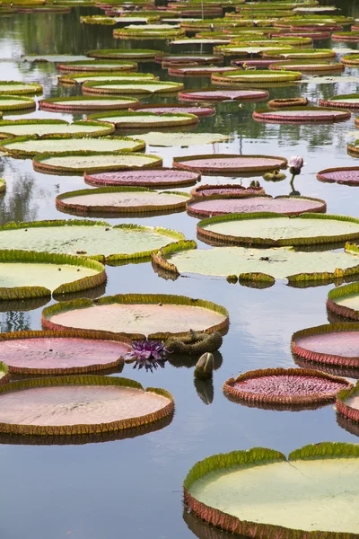 Royal Water Lily — Stock Photo, Image