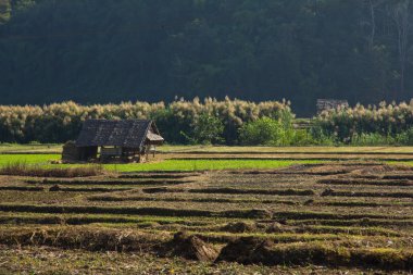 kırsal alanda çeltik