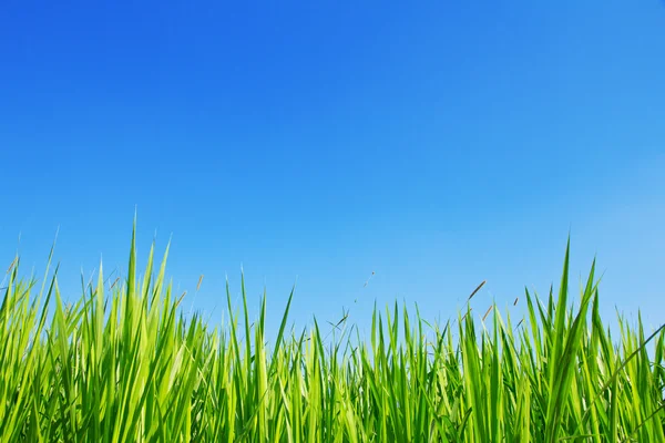 Grünes Gras auf blauem Himmel Hintergrund. — Stockfoto