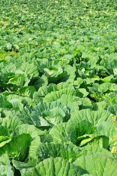 Green cabbages in the agriculture fields — Stock Photo, Image