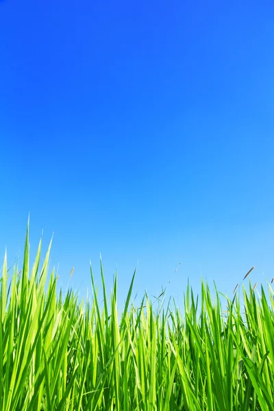 Grünes Gras auf blauem Himmel Hintergrund. — Stockfoto