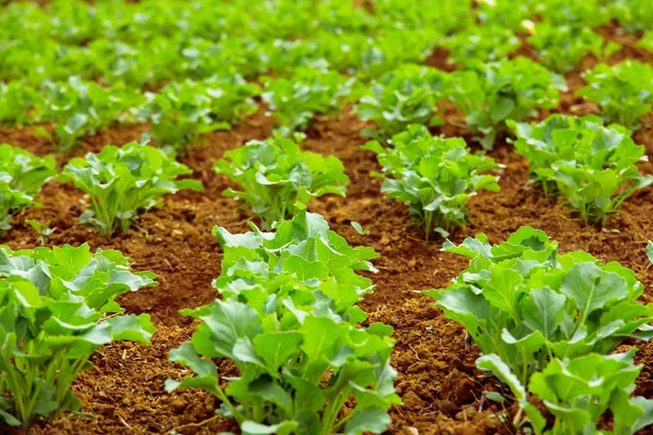 Chinese kale — Stock Photo, Image