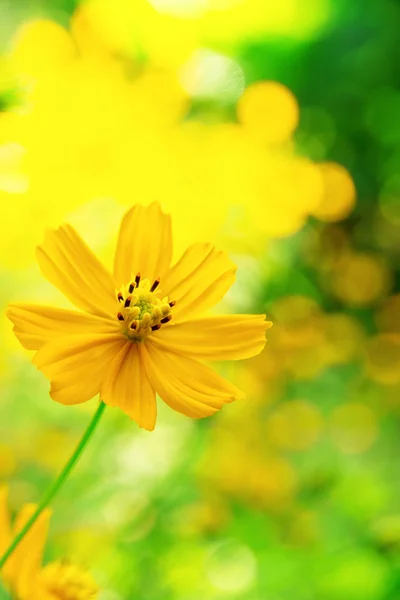 Mauvaise herbe mexicaine de tournesol — Photo