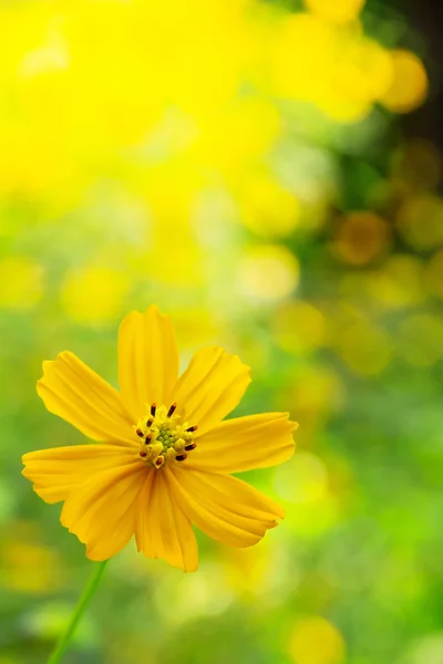 Mauvaise herbe mexicaine de tournesol — Photo