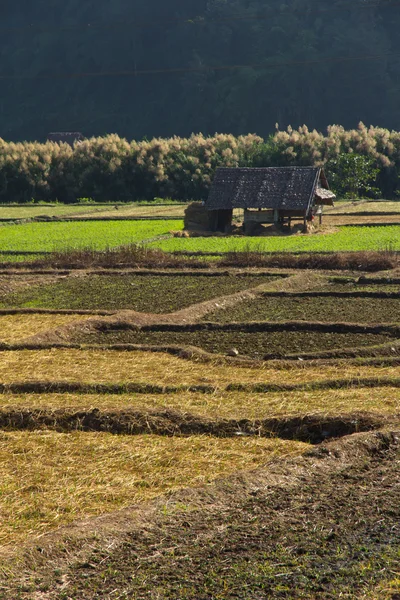 Педді поле в сільській місцевості — стокове фото