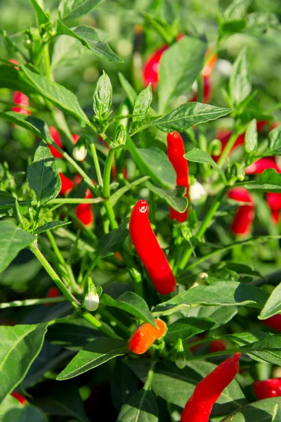 Red chilli pepper — Stock Photo, Image