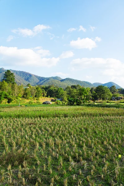 田舎の水田 — ストック写真