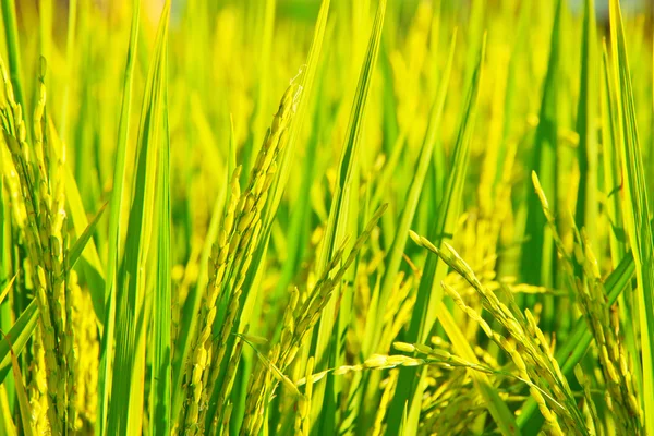 Ladang padi — Stok Foto