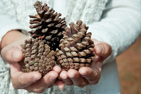 Mão segurando cone de cedro — Fotografia de Stock