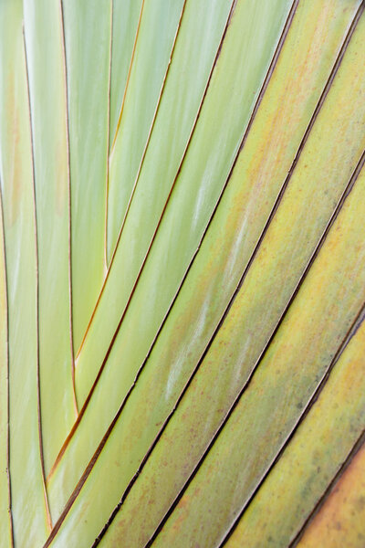 Close up of tropical palm tree