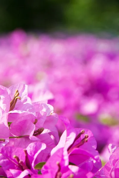 Violet vanda orchid — Stock Photo, Image