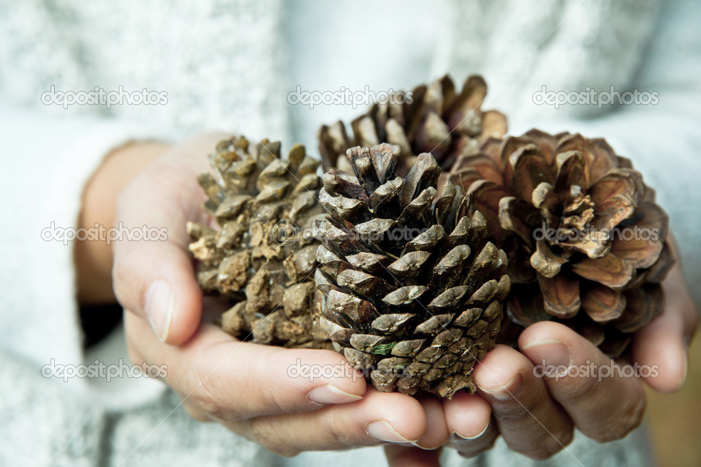 Hand holding cedar cone