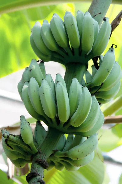 Banan i naturen — Stockfoto