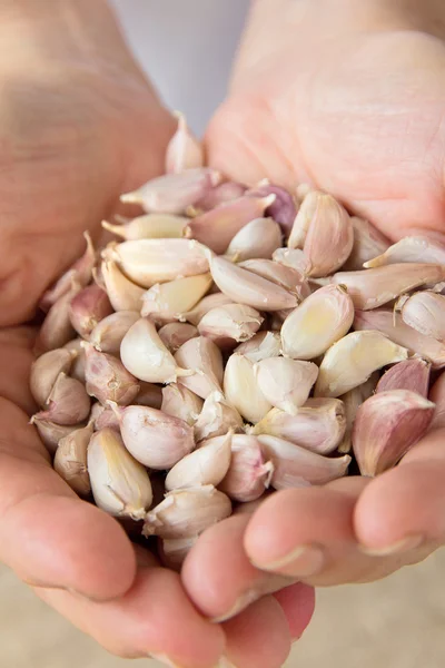 Hand holding garlic — Stock Photo, Image
