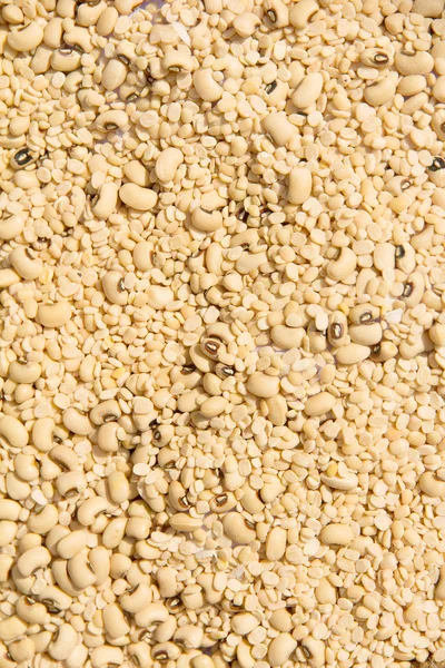 大豆の豆の背景 — ストック写真