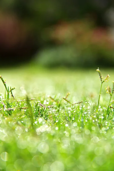 Afbeelding van verse lente groen gras — Stockfoto