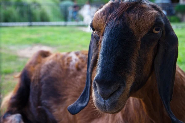 Retrato de uma cabra na fazenda — Fotografia de Stock