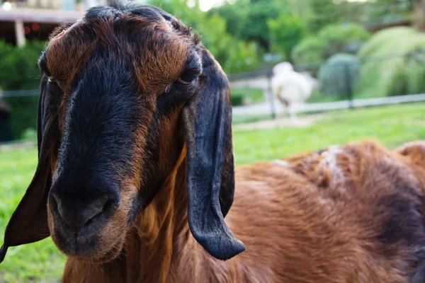 Retrato de uma cabra na fazenda — Fotografia de Stock