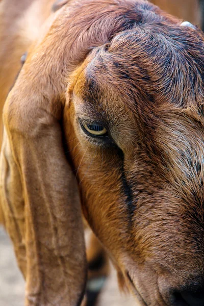 Portret van een geit in de farm — Stockfoto