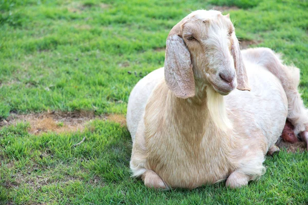 Portret van een geit in de farm — Stockfoto