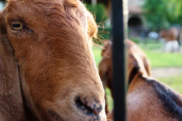 Retrato de uma cabra na fazenda — Fotografia de Stock