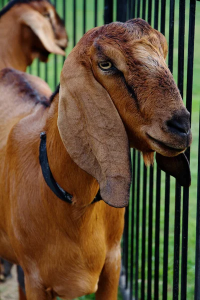 Portret van een geit in de farm — Stockfoto