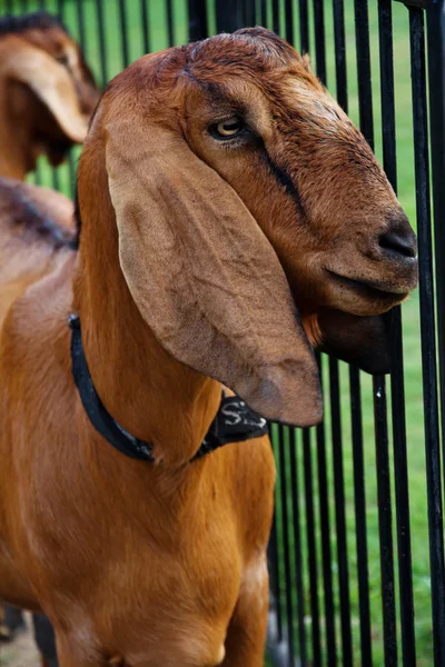 ファーム内のヤギの肖像画 — ストック写真
