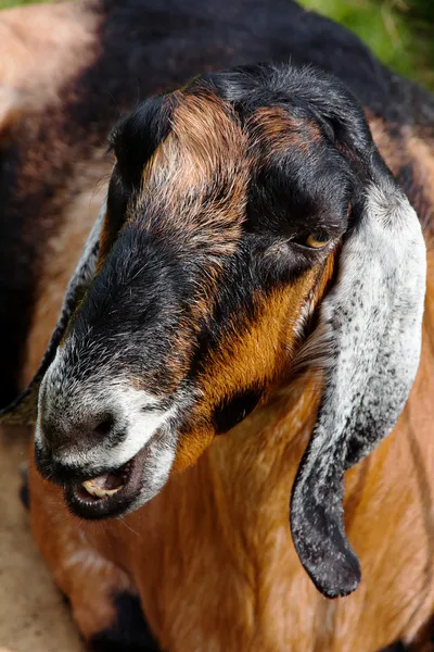 Retrato de uma cabra na fazenda — Fotografia de Stock