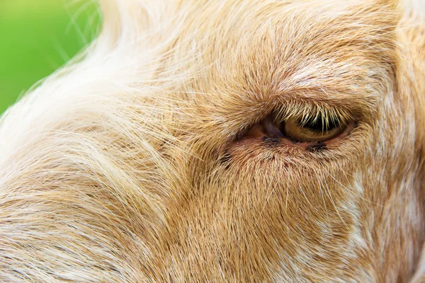Olho de cabra — Fotografia de Stock