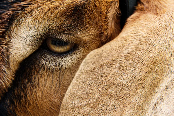 Очі кози — стокове фото