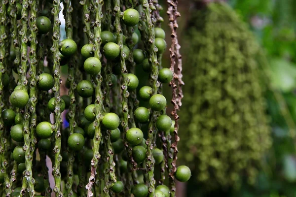 Sementes de palmeira Arenga pinnata — Fotografia de Stock
