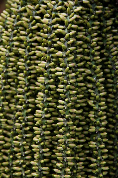 Arenga pinnata dłoń nasion tło — Zdjęcie stockowe