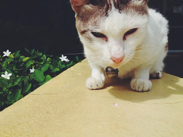 Bir sokak kedisinin portresi — Stok fotoğraf