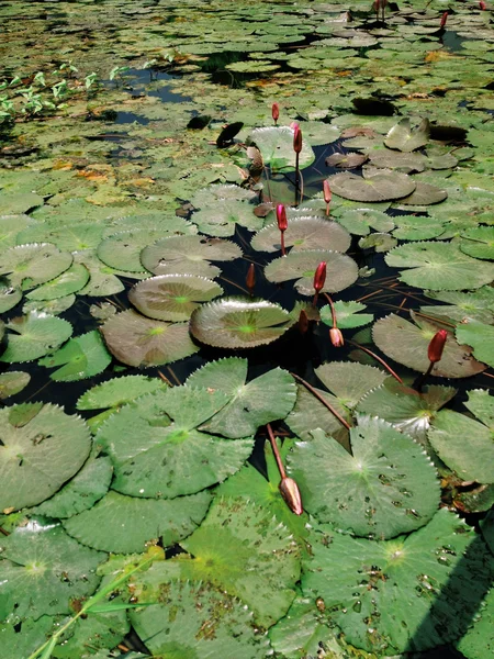 Lotus pond in nature — Stock Photo, Image