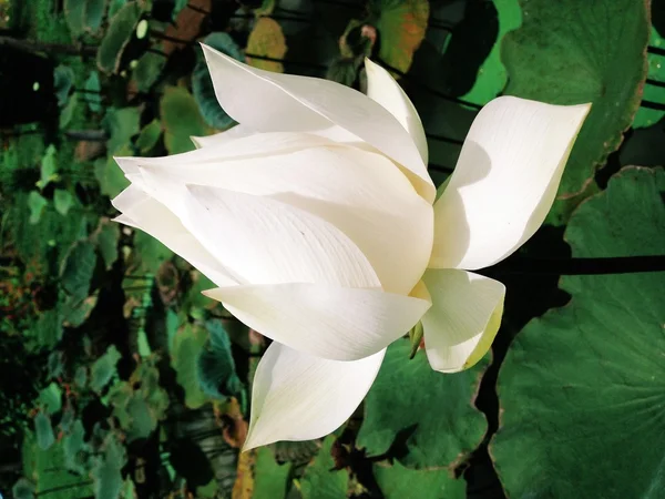 A fehér lótusz virág — Stock Fotó