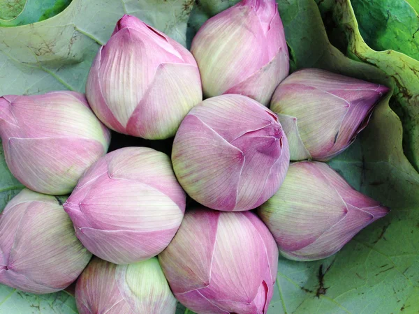 Lotus flowers and pods — Stock Photo, Image